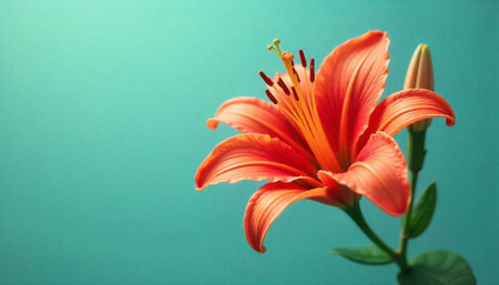 Vibrant orange lily blossom against a teal backdrop imageの写真素材