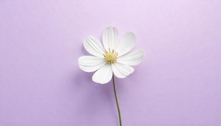 Single white flower on soft lavender backgroundの写真素材