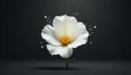 Elegant white flower blossom with a dark grey background