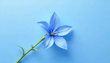A single delicate blue flower on light blue backgroundの写真素材