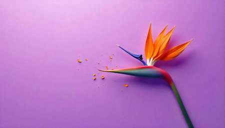 Bird of paradise flower on a purple backgroundの写真素材