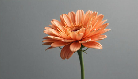 Elegant peach gerbera daisy against a neutral gray background