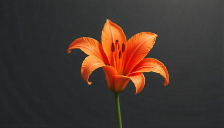 Vibrant orange lily blossom against a dark gray backgroundの写真素材