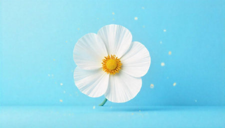 White flower on a light blue background with light spotsの写真素材