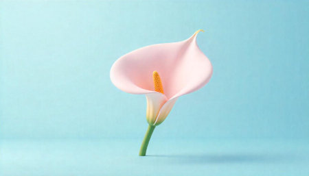 Minimalist calla lily blossom against pastel blue background studio