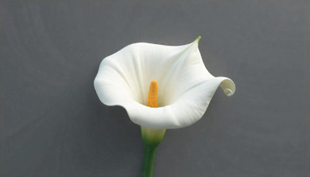Elegant white calla lily flower against gray backdropの写真素材