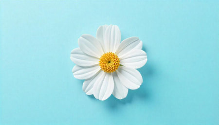 Single white daisy on light blue background stock imageの写真素材