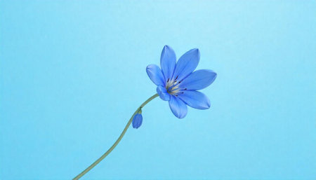 Elegant blue flax flower on soft background studio shotの写真素材
