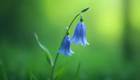 Detailed macro image of bluebell flowers against green backdropの写真素材