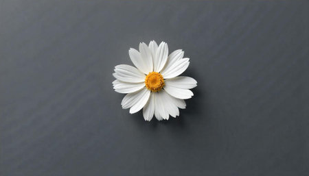 Minimalist daisy flower head on a gray background
