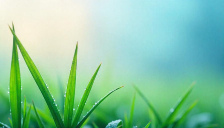 Fresh green grass blades covered in water droplets closeup