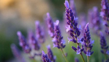 Blooming lavender field capturing summer's fragrant purple beauty