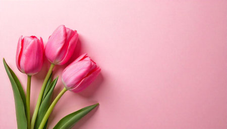 Three vibrant pink tulips on soft pink backgroundの写真素材