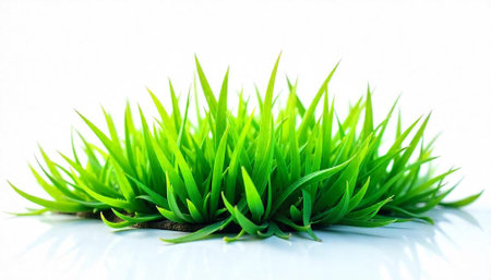 Fresh green grass clump against a white background sceneの写真素材