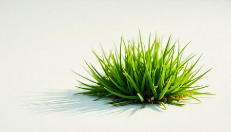 Clump of grass on white background creating sharp shadowの写真素材