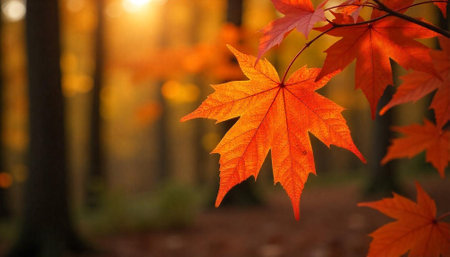 Golden autumn maple leaves glow in a blurred forestの写真素材