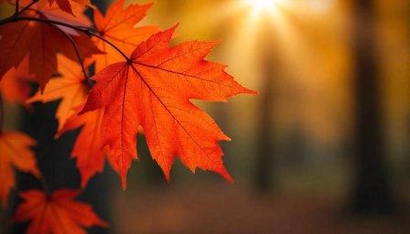 Autumn maple leaves glowing in the sunlight outdoor shotの写真素材