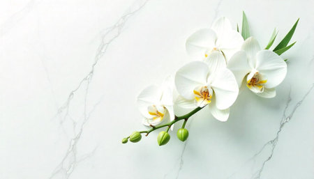 Elegant white orchids on a marble background with soft lightingの写真素材