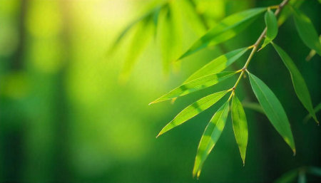 Fresh green willow leaves against a blurred natural backgroundの写真素材