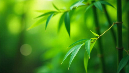 Bamboo stalks and leaves with green bokeh backgroundの写真素材