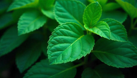 Lush green leaves with intricate patterns, a natural background