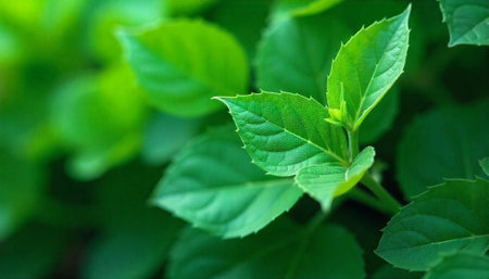 Vibrant green leaves on plant representing fresh growth