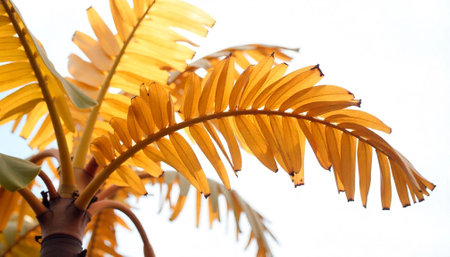 Golden palm fronds against a bright sky backgroundの写真素材