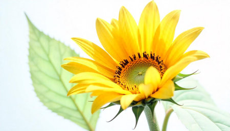 Radiant yellow sunflower with light green leaf on whiteの写真素材
