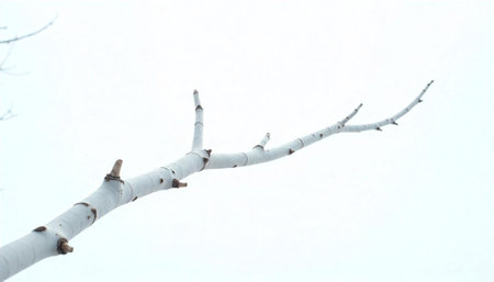 A white birch branch against a stark white skyの写真素材