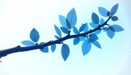 Blue tinted branch with leaves against light blue background