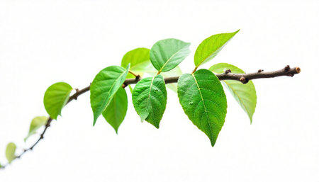 Fresh green leaves on a branch against white backdropの写真素材