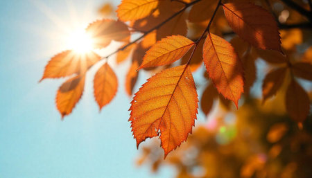 Autumn leaves against the sky with sunlight shining throughの写真素材