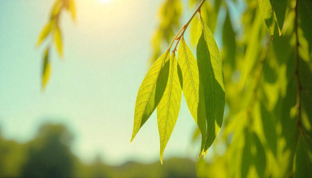 Sunlit willow leaves against a soft, blurred background