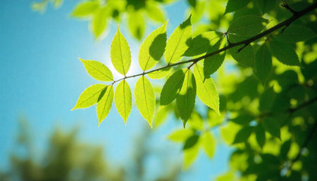 Sunlight shining through green leaves against a blue skyの写真素材