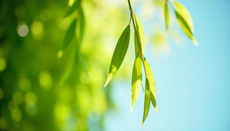 Sunlit green leaves against blurred background, natural spring sceneの写真素材