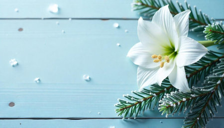 Elegant white amaryllis flower with frosted pine on blue wood