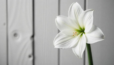 Elegant white amaryllis flower in bloom against a wooden wallの写真素材