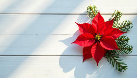 Festive red poinsettia and evergreen boughs on white planksの写真素材
