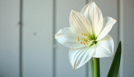 Elegant White Amaryllis Flower Against Soft Gray Backgroundの写真素材