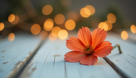 Orange flower lying on distressed white wooden planksの写真素材