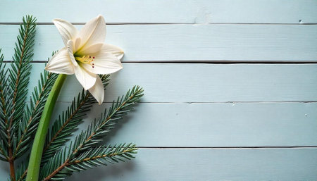 White amaryllis and evergreen boughs on rustic blue planksの写真素材
