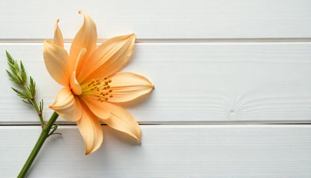 Elegant Peach Flower with Green Stem on White Woodの写真素材