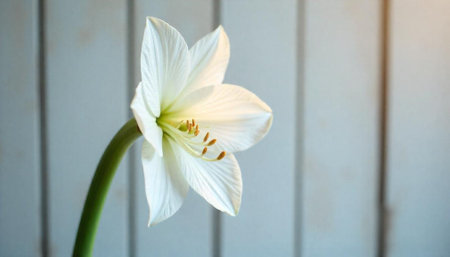 Elegant white amaryllis blossom against a neutral toned backgroundの写真素材