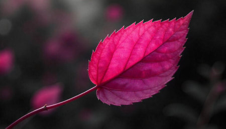 Translucent magenta leaf against a dark blurred background image