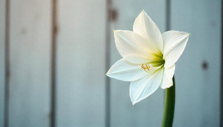 Elegant white amaryllis flower against a soft gray backgroundの写真素材