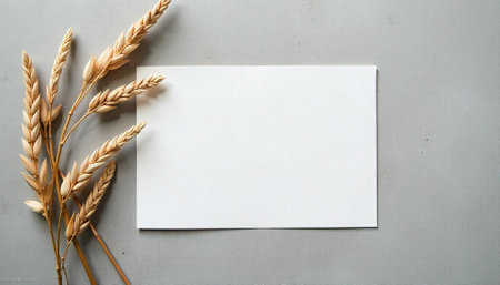 Elegant blank card with dried wheat stalks on grayの写真素材