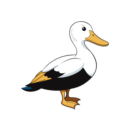Cartoon Illustration of a Standing Common Eider Duckのイラスト素材