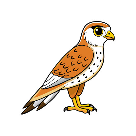 Cartoon style Kestrel image vector illustration on white backgroundのイラスト素材