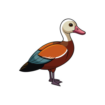 Cartoon style Ruddy Shelduck illustration on a white backgroundのイラスト素材
