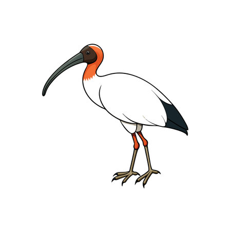 Isolated cartoon American white ibis on white backgroundのイラスト素材